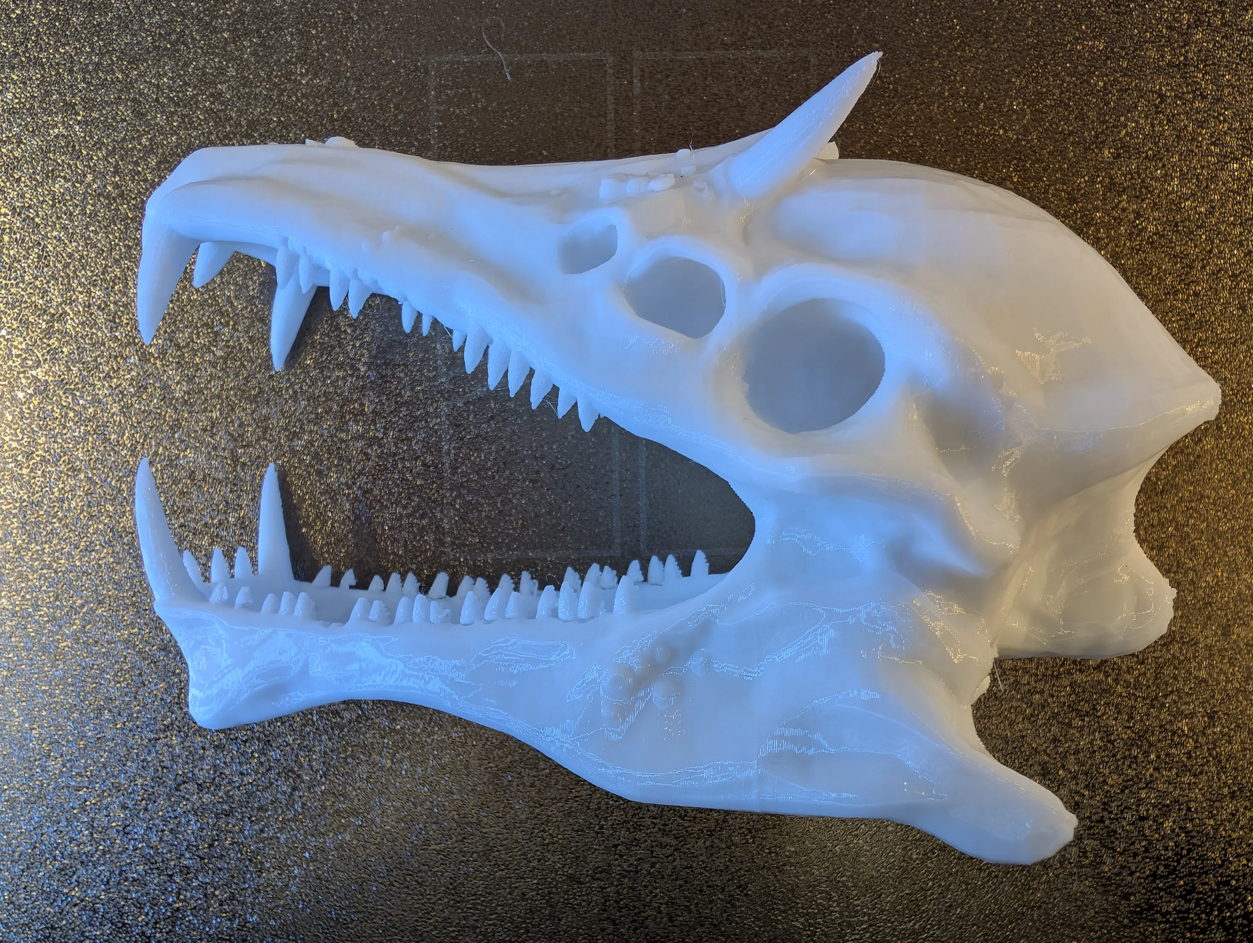 PETG dinosaur skull, side profile, fang detail